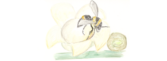 Paranussbluete mit Biene